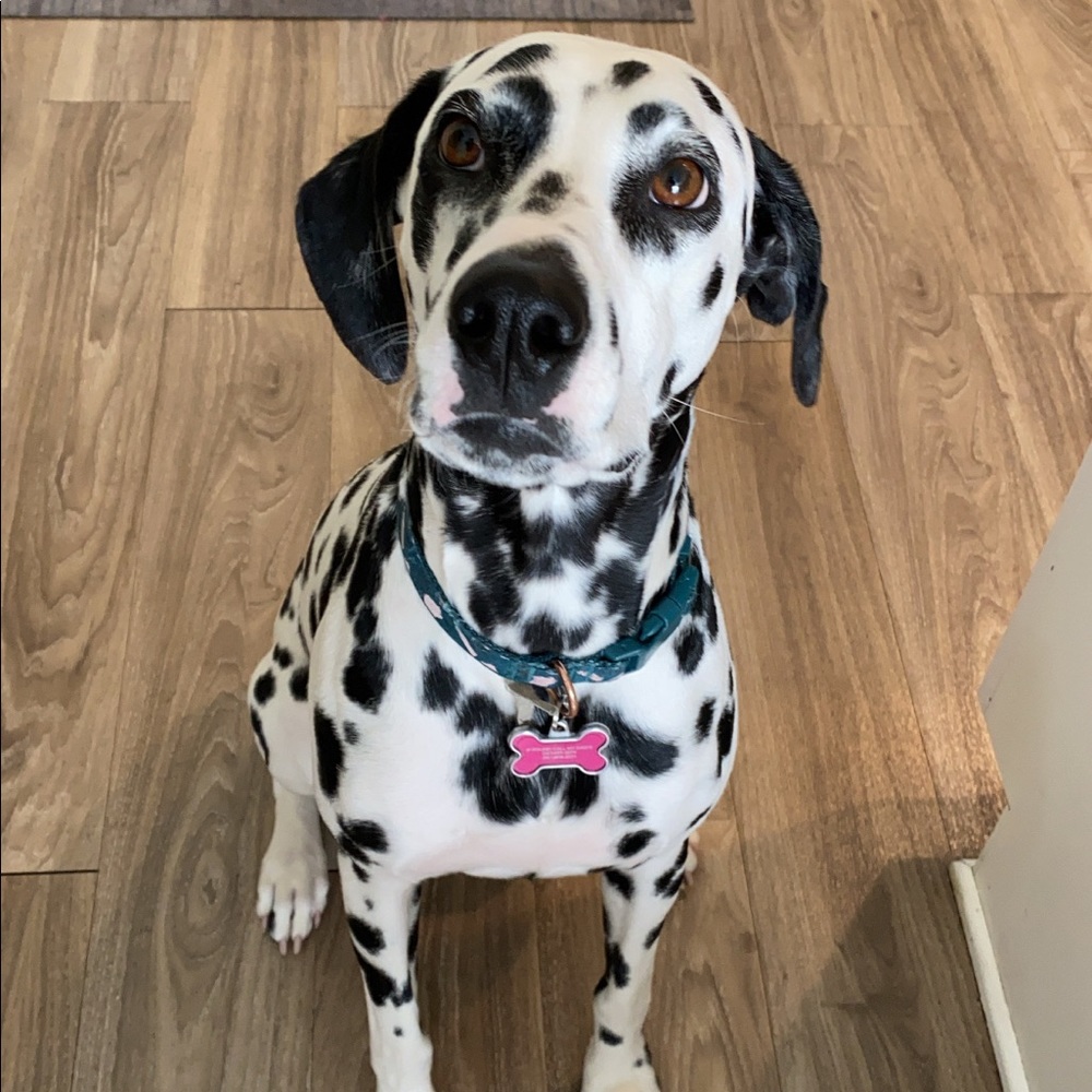 Meet your Posher, Jesse